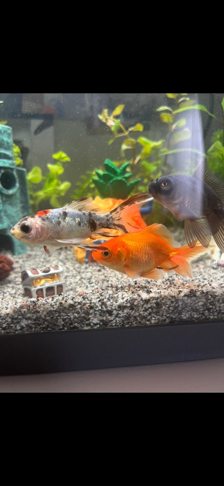 4 vissen, Animaux & Accessoires, Poisson