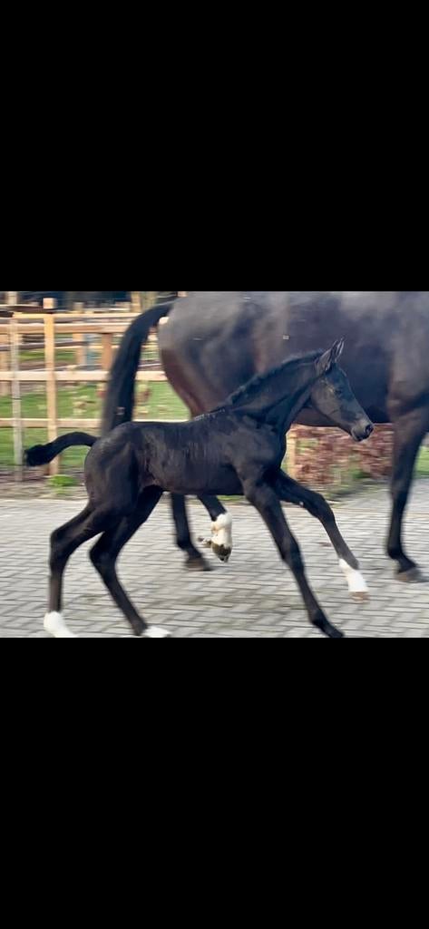 ⭐️Zeer apart hengst veulen. Top stam!!⭐️, Dieren en Toebehoren, Paarden, Hengst