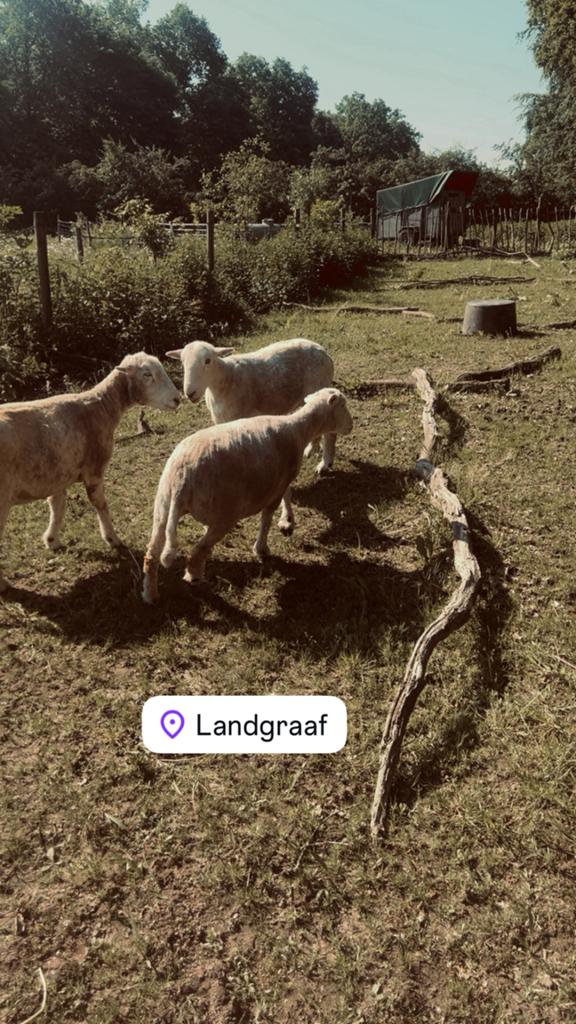 Scheren van alpaca,s lama’s & schapen heel BL NL FR, Dieren en Toebehoren, Januari, Geslacht onbekend