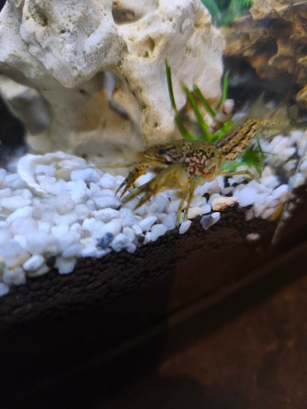 kreeft