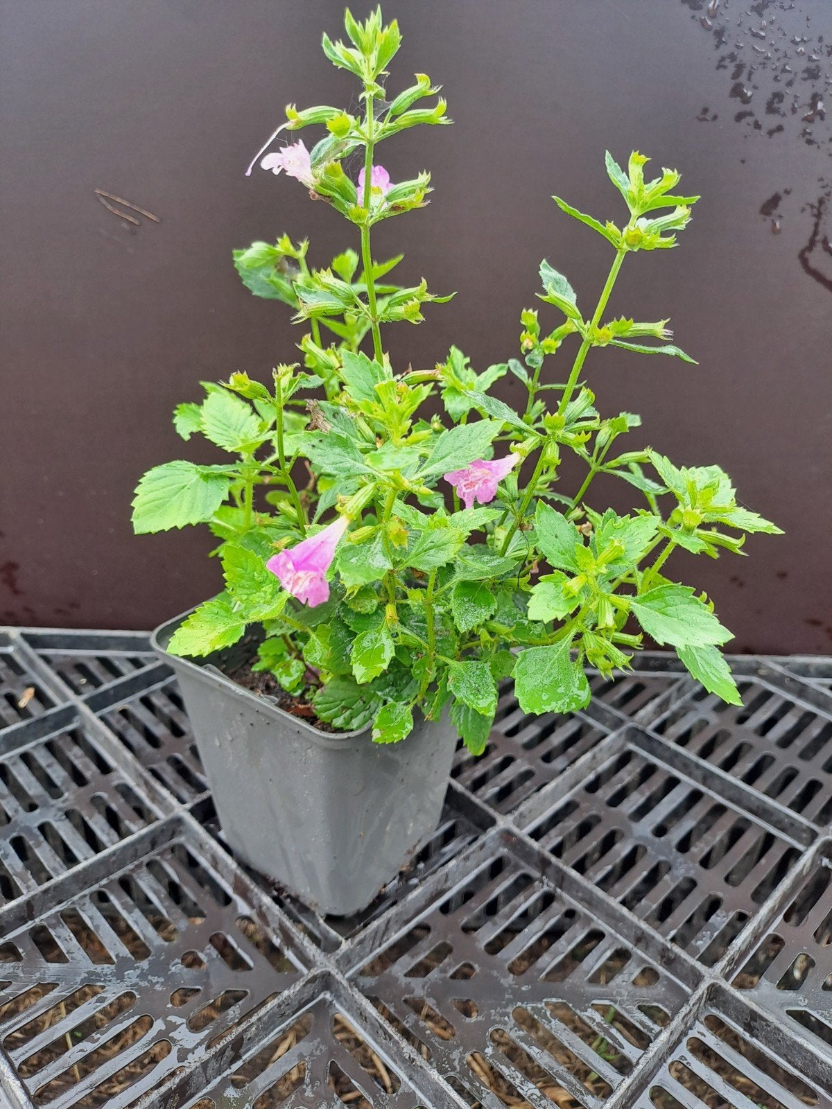 Calaminthe grandiflora, Tuin en Terras, Ophalen