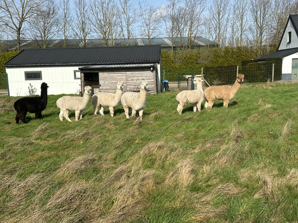 Alpaca hengsten 2-3j, Mannelijk, Schaap, 0 tot 2 jaar