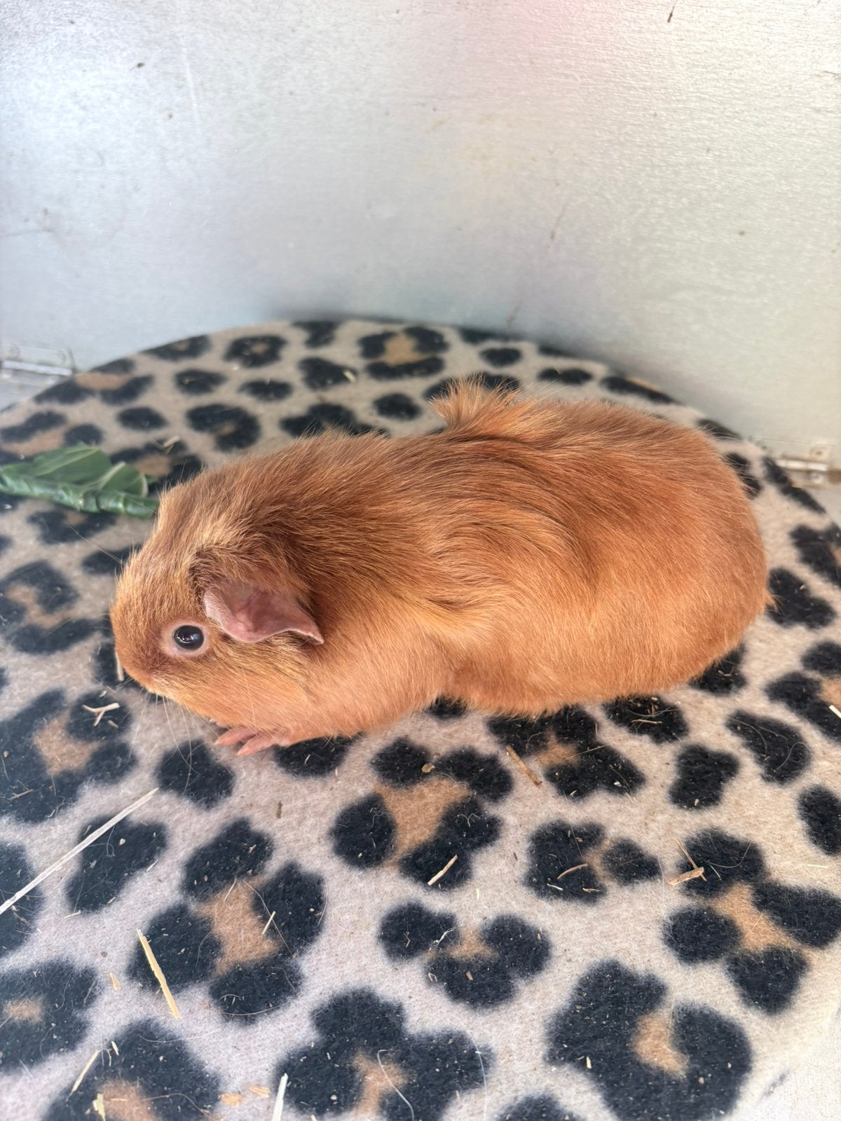 Goud satijn zeugje., Dieren en Toebehoren, Cavia, Augustus, Vrouwelijk, Tam