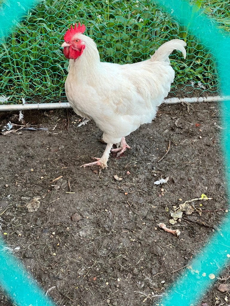 Moii haan, Dieren en Toebehoren, Mannelijk
