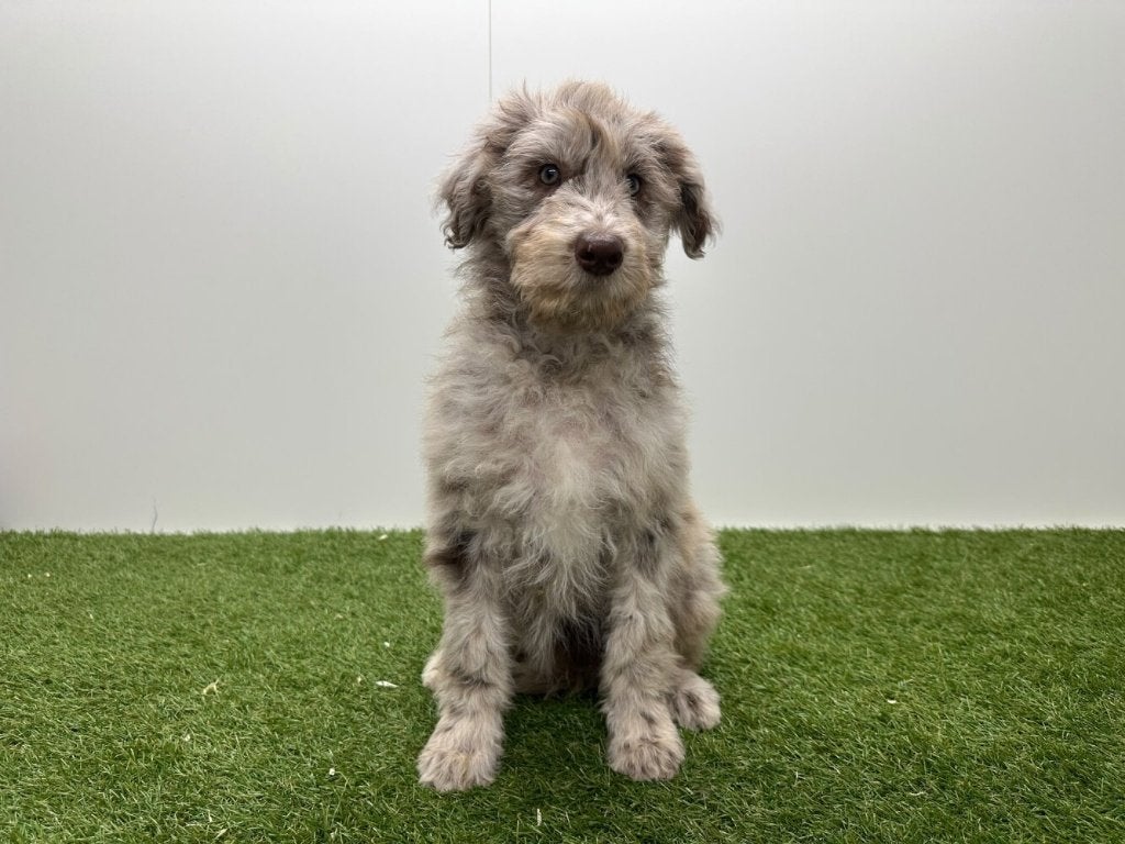 Chiots Bordoodle (Border Collie x Caniche)