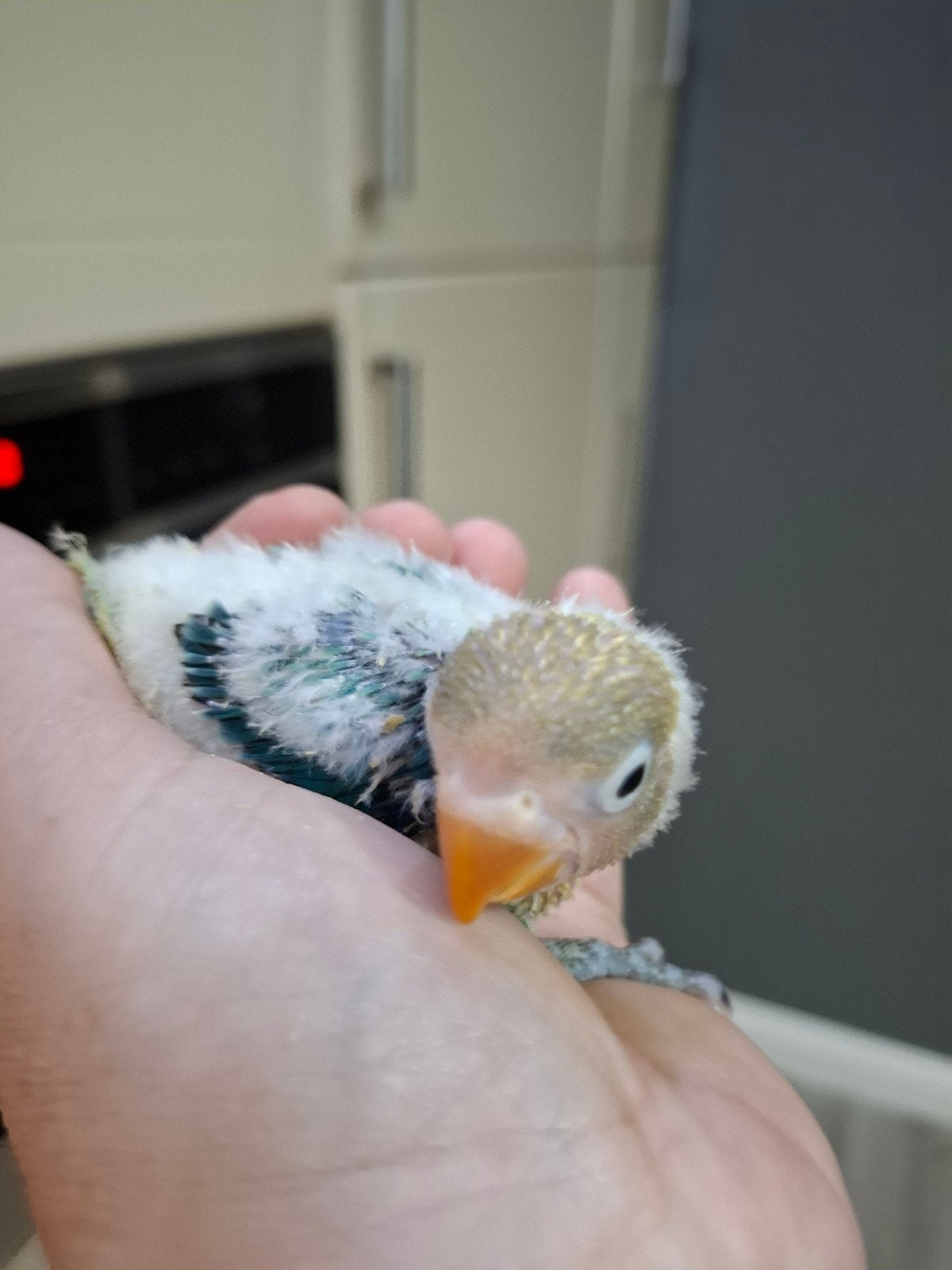 agapornis fisheri babys handtam, Geringd