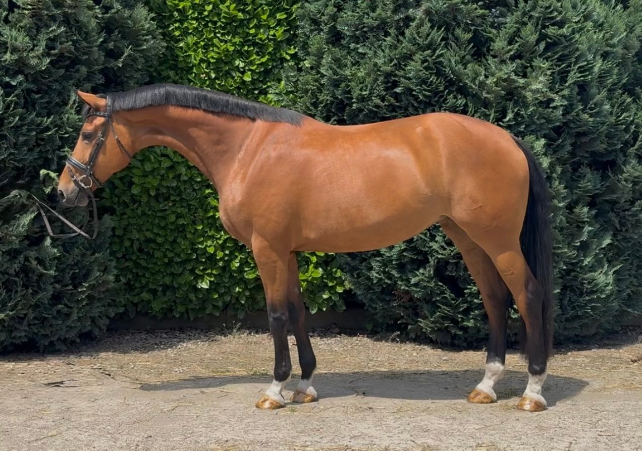 Hele lieve 5jr. merrie v. Las Vegas, Dieren en Toebehoren, Paarden, Merrie, Dressuurpaard, 3 tot 6 jaar, 165 tot 170 cm