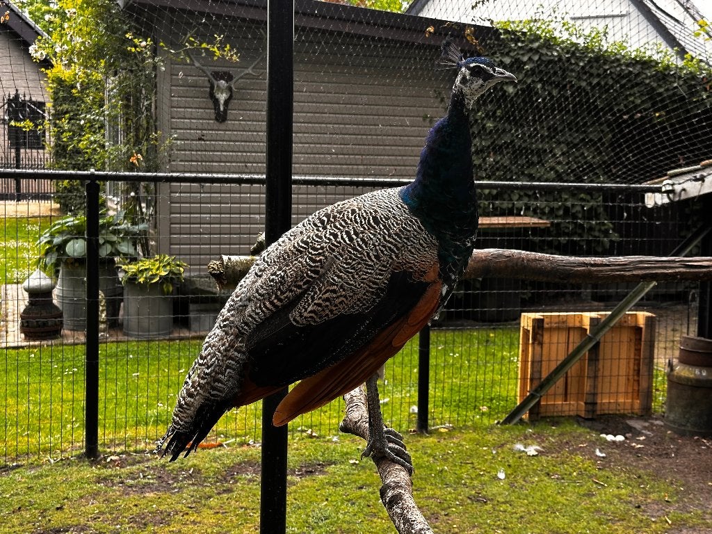 2 Blauwe pauwen (mannetjes), Dieren en Toebehoren, Mannelijk, Tam