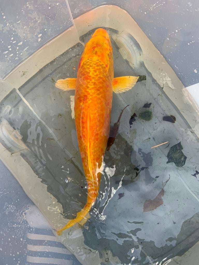 Europese koi 40 cm, Karper of Koi