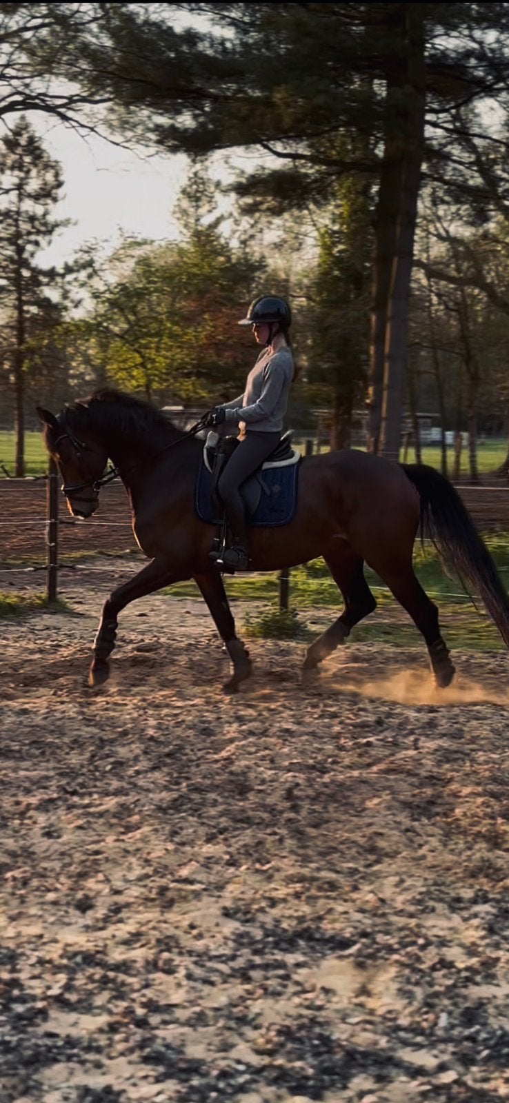 Paarden/ pony’s gezocht voor opleiding & training!, Dieren en Toebehoren, Paarden, Zadelmak