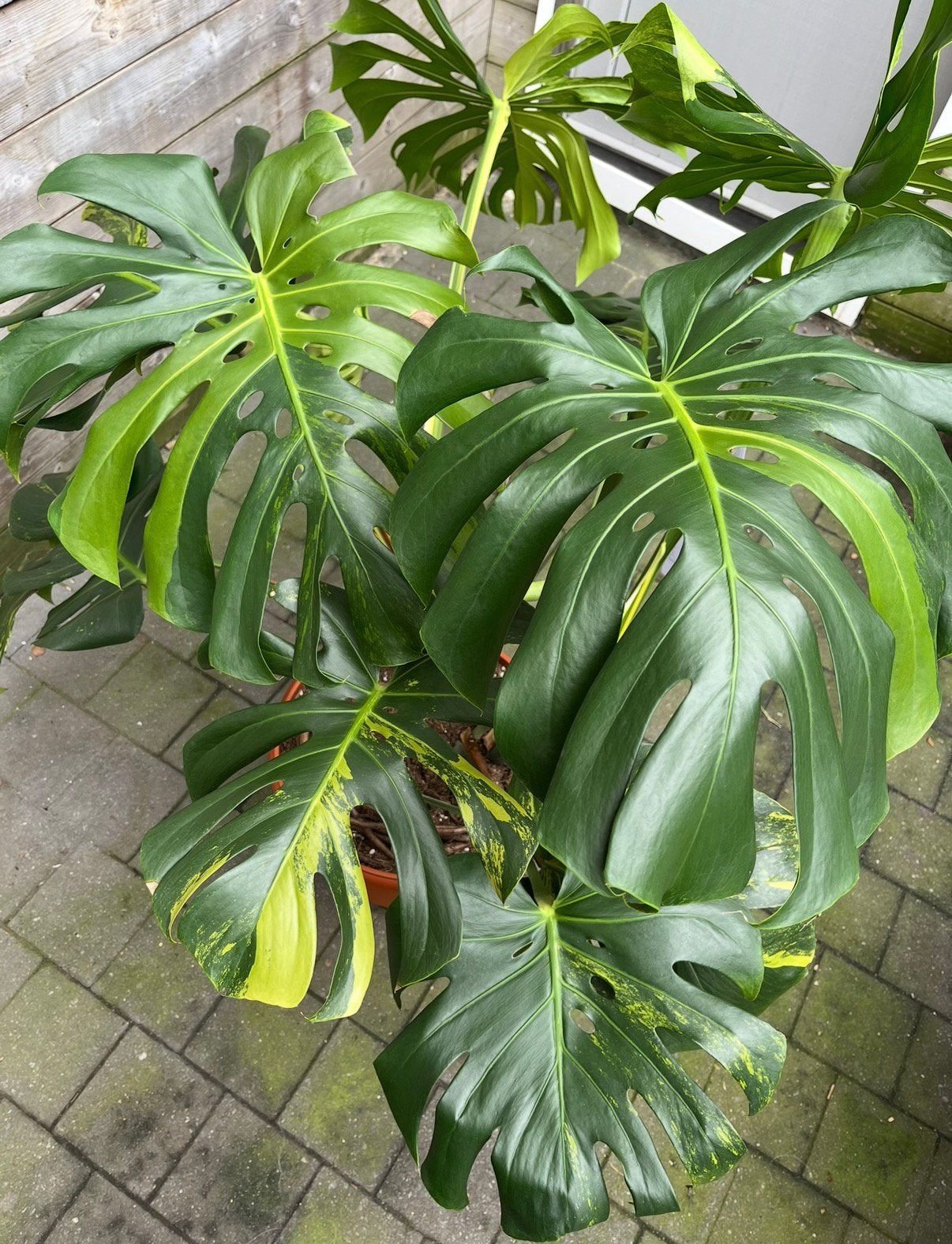 Monstera Green on Green stek, Huis en Inrichting, Kamerplanten, Overige soorten, Minder dan 100 cm, Groene kamerplant, Halfschaduw