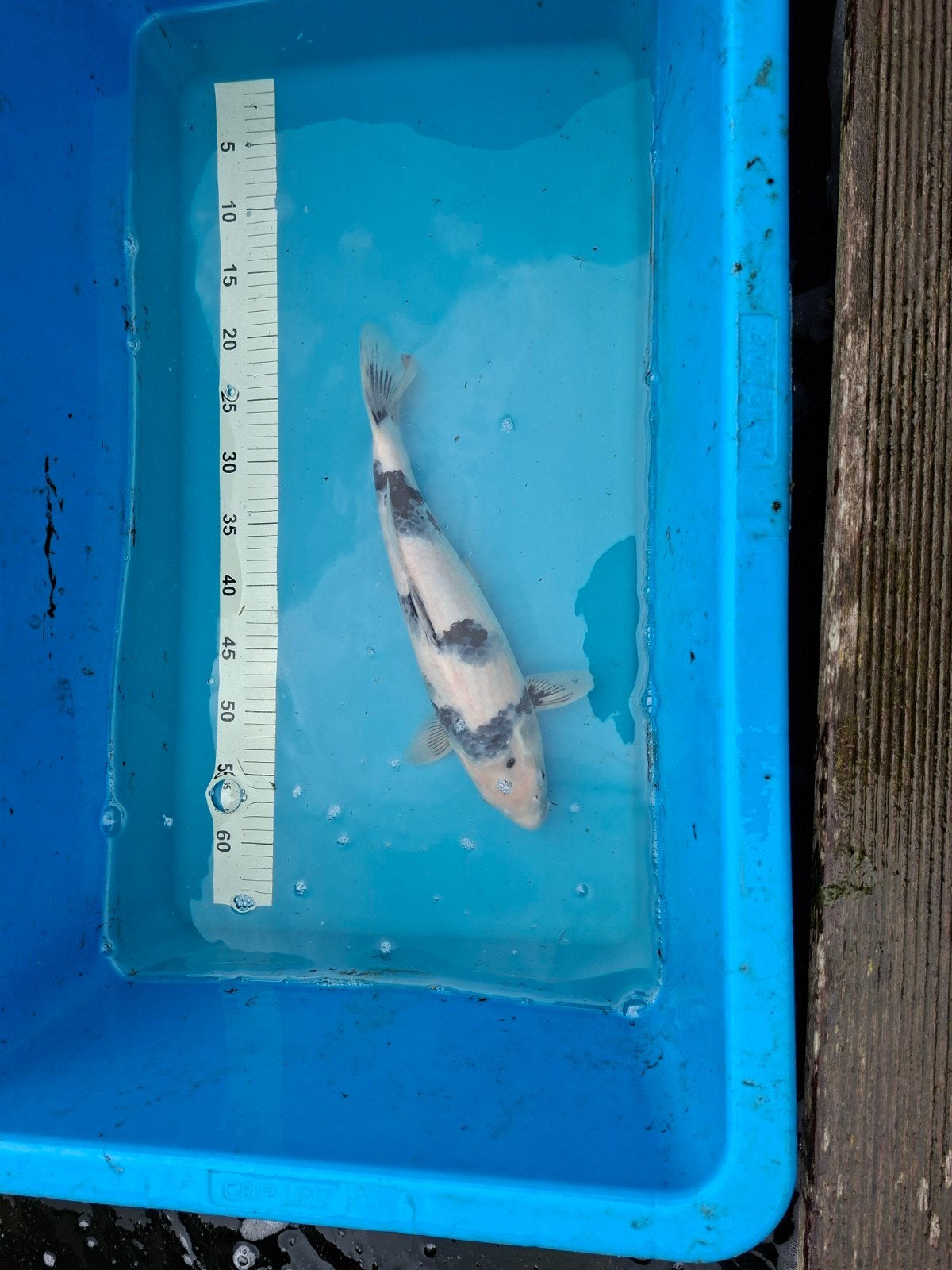 Japanse koi shiro utsuri, Dieren en Toebehoren, Vissen | Vijvervissen, Karper of Koi