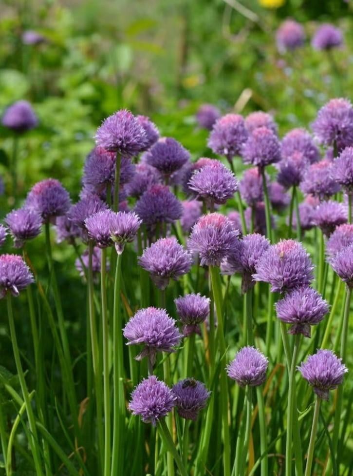 Bieslook, Tuin en Terras, Ophalen