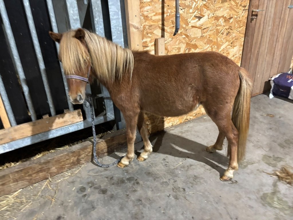 Pony, Hengst, A pony (tot 1.17m), 0 tot 2 jaar