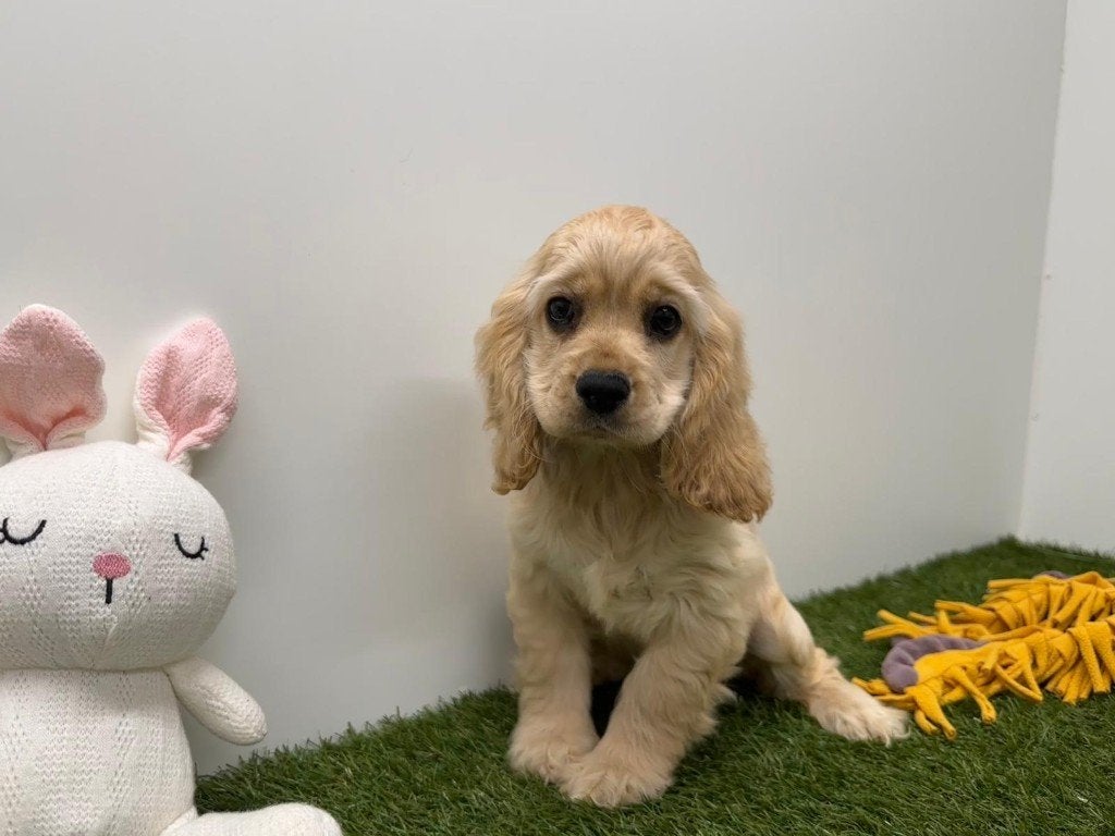 Amerikaanse Cocker Spaniël Pups, Dieren en Toebehoren, België, 15 weken tot 1 jaar, CDV (hondenziekte), Meerdere