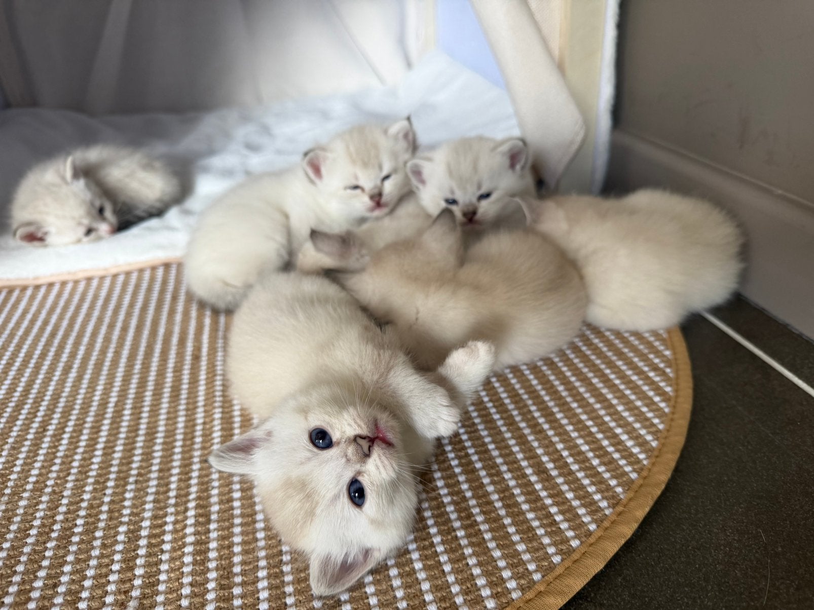 Brits Korthaar Point Kitten 1 poesje nog beschikbaar, Plusieurs animaux, Avec puce électronique, 0 à 2 ans