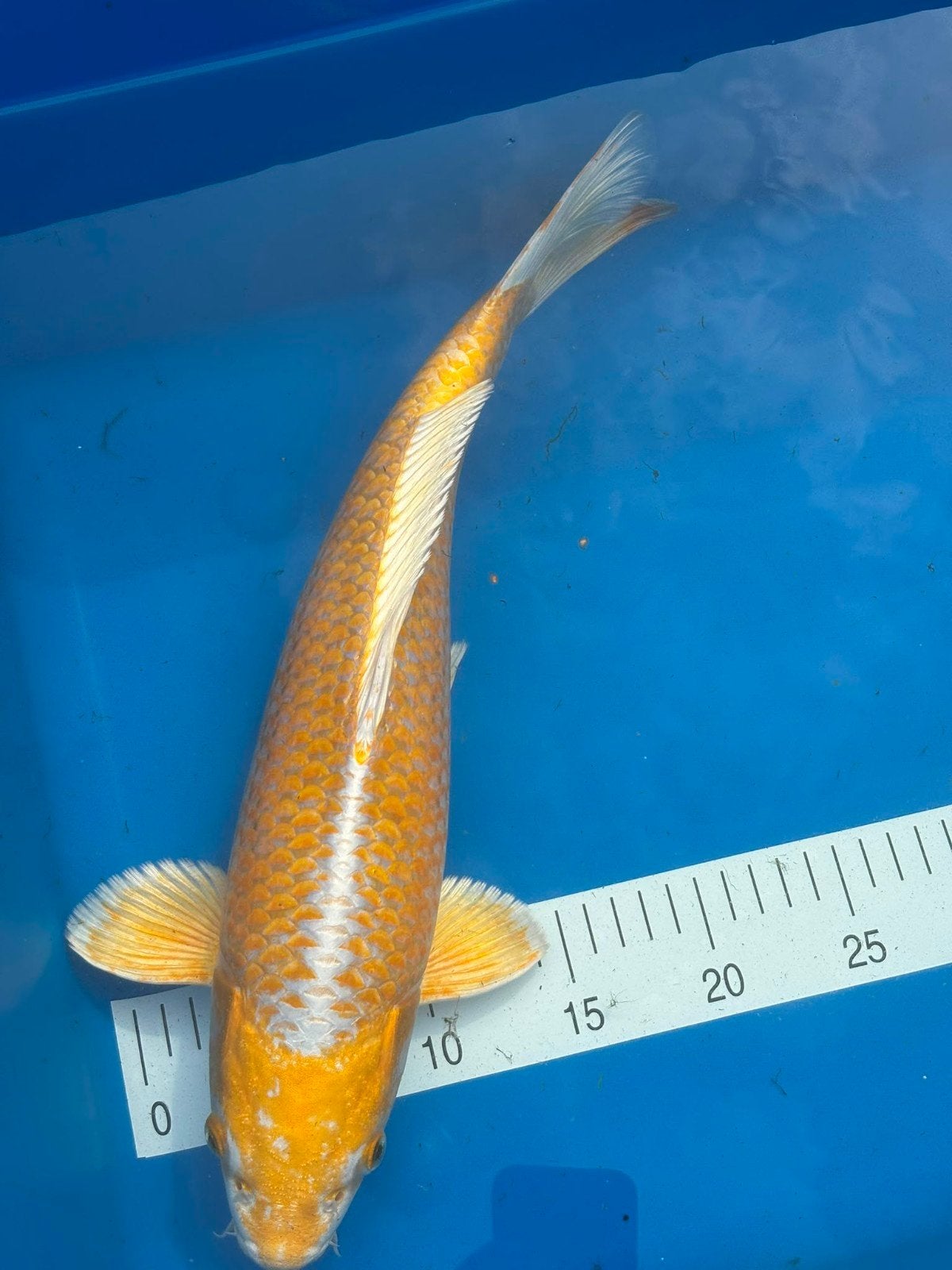 Nisai Yamabuki van marudo.