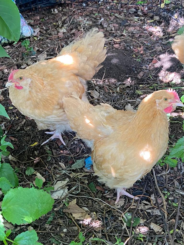 Orpington Buff groot, Dieren en Toebehoren, Pluimvee, Mannelijk, Kip