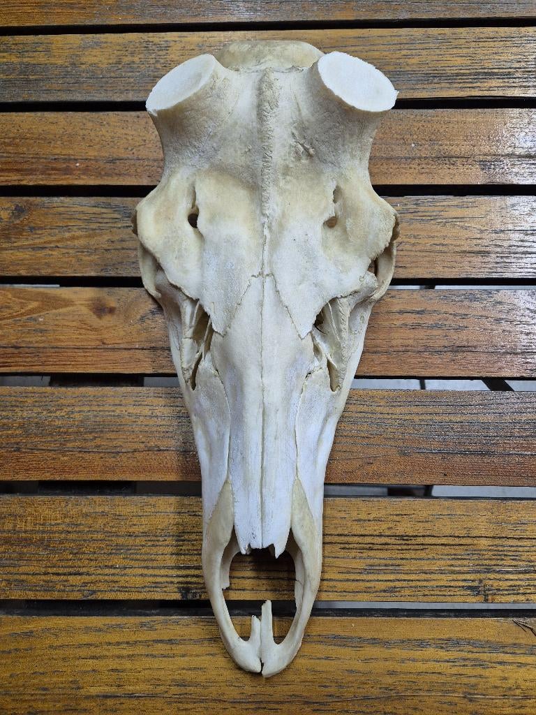 Mooie Grote Edelhert schedel jacht taxidermie gewei g8, Verzamelen, Dierenverzamelingen, Gebruikt, Schedel, Hert, Verzenden