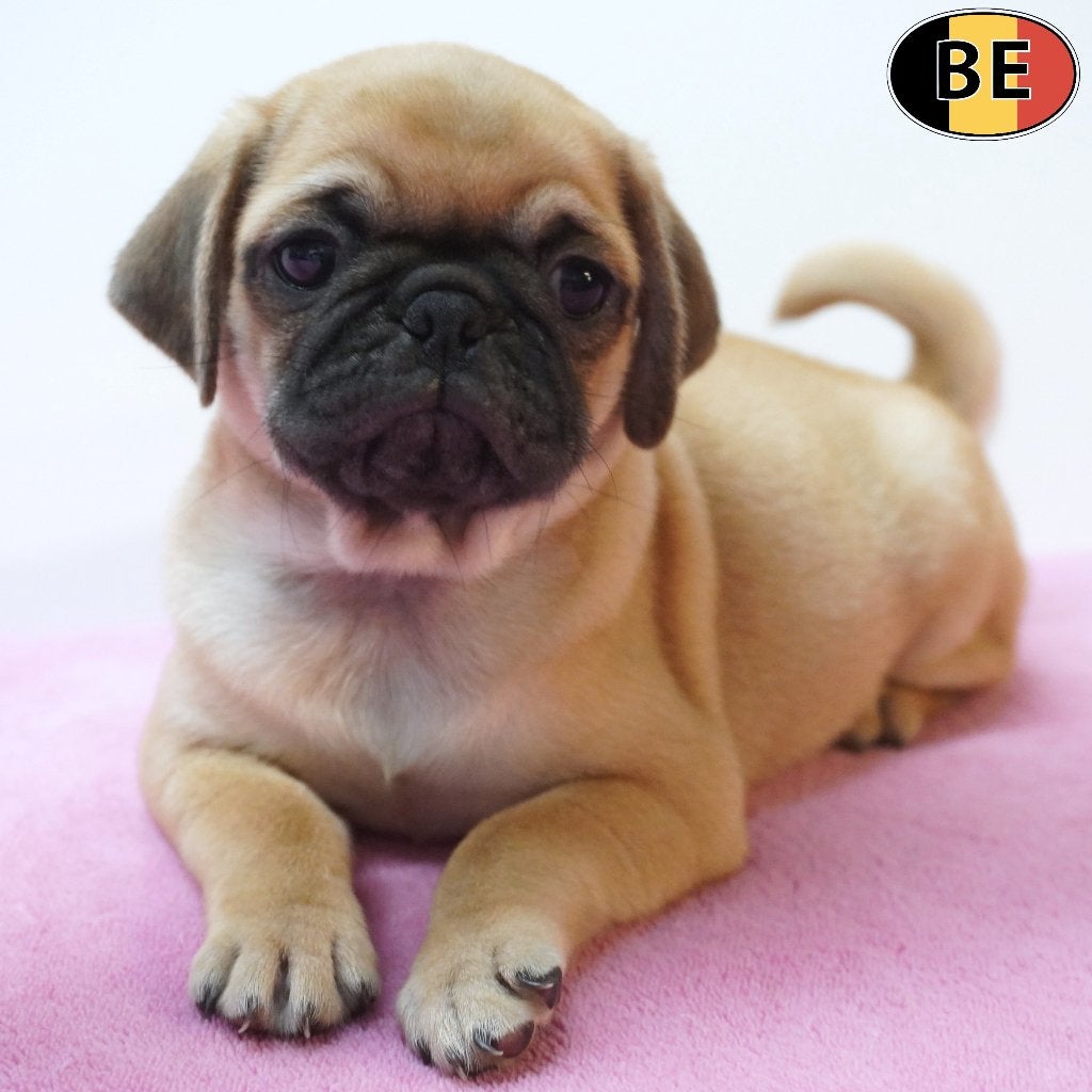 Mops - schattige (Belgische) pups te koop, België, CDV (hondenziekte), 8 tot 15 weken, Meerdere