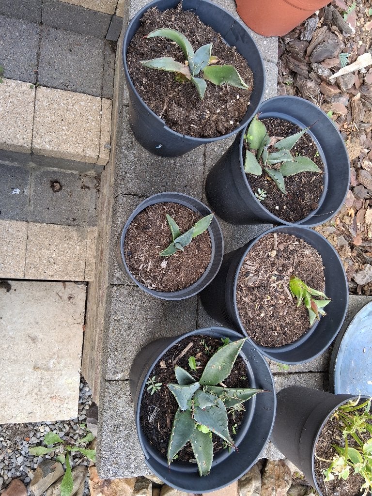 Scheuten Agave Havardiana, Tuin en Terras, Volle zon, Vaste plant, Bloeit niet, Ophalen