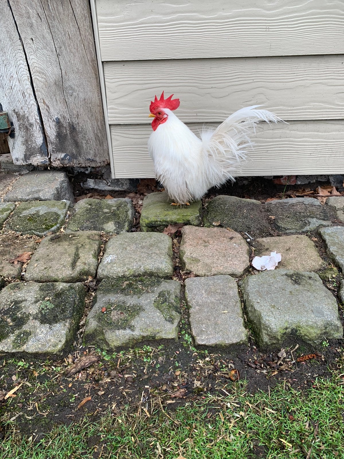 soie, plume frisée, poils de serama en plumes lisses, Poule ou poulet