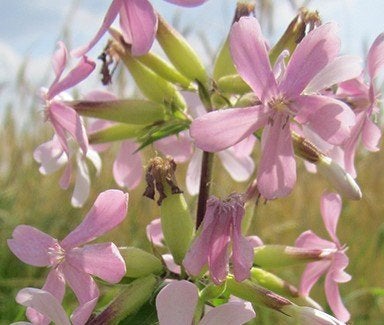 Saponaire officinale, Enlèvement, Été, Plante fixe, Mi-ombre