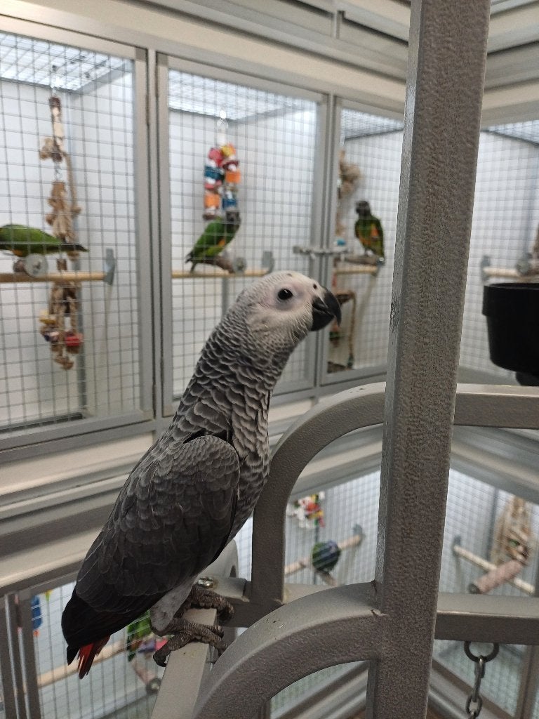 Grijze Roodstaart, Dieren en Toebehoren, Papegaai