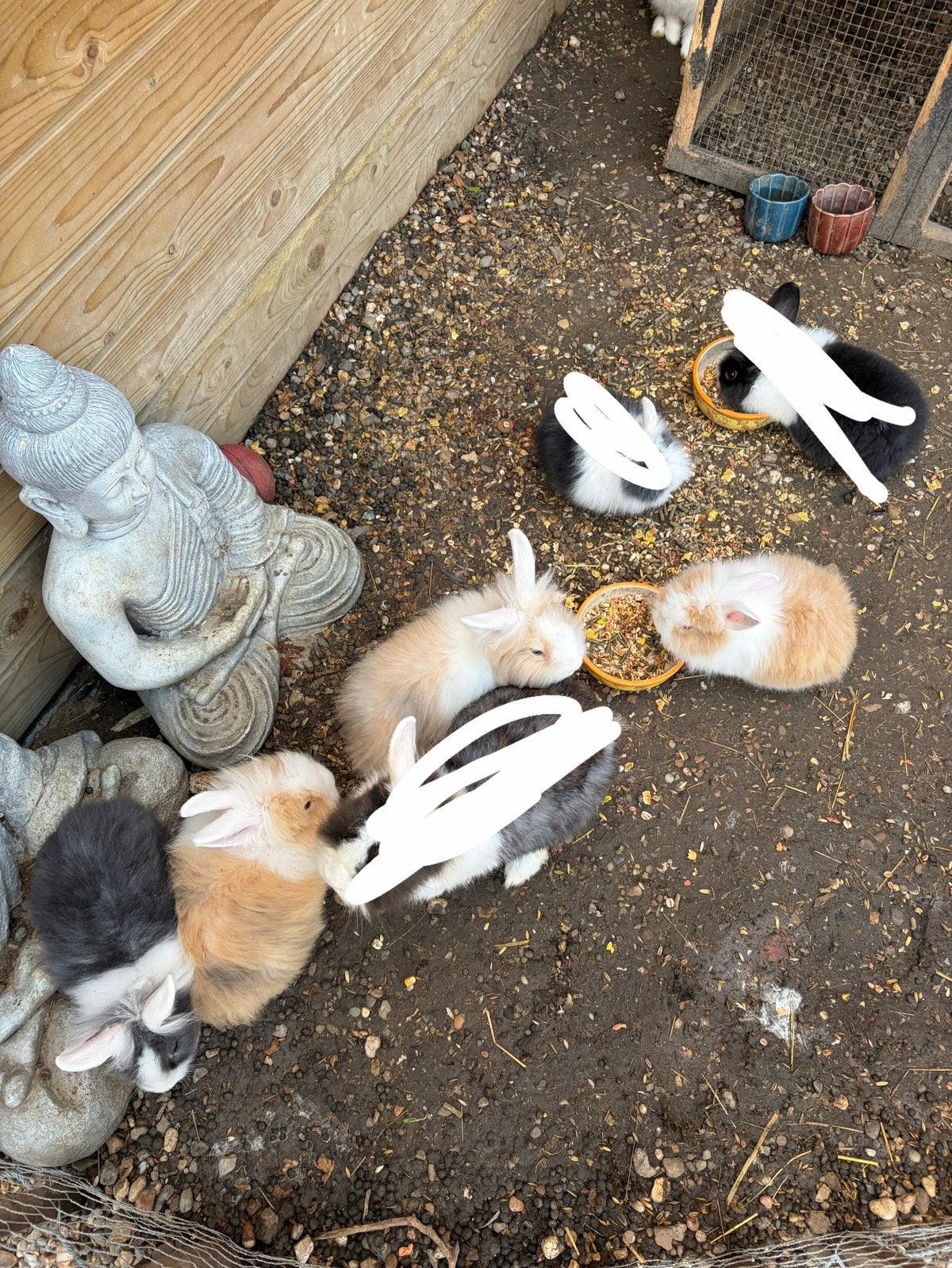 Leeuwenkop konijntjes, Dieren en Toebehoren, Meerdere dieren, Klein, Hangoor, 0 tot 2 jaar