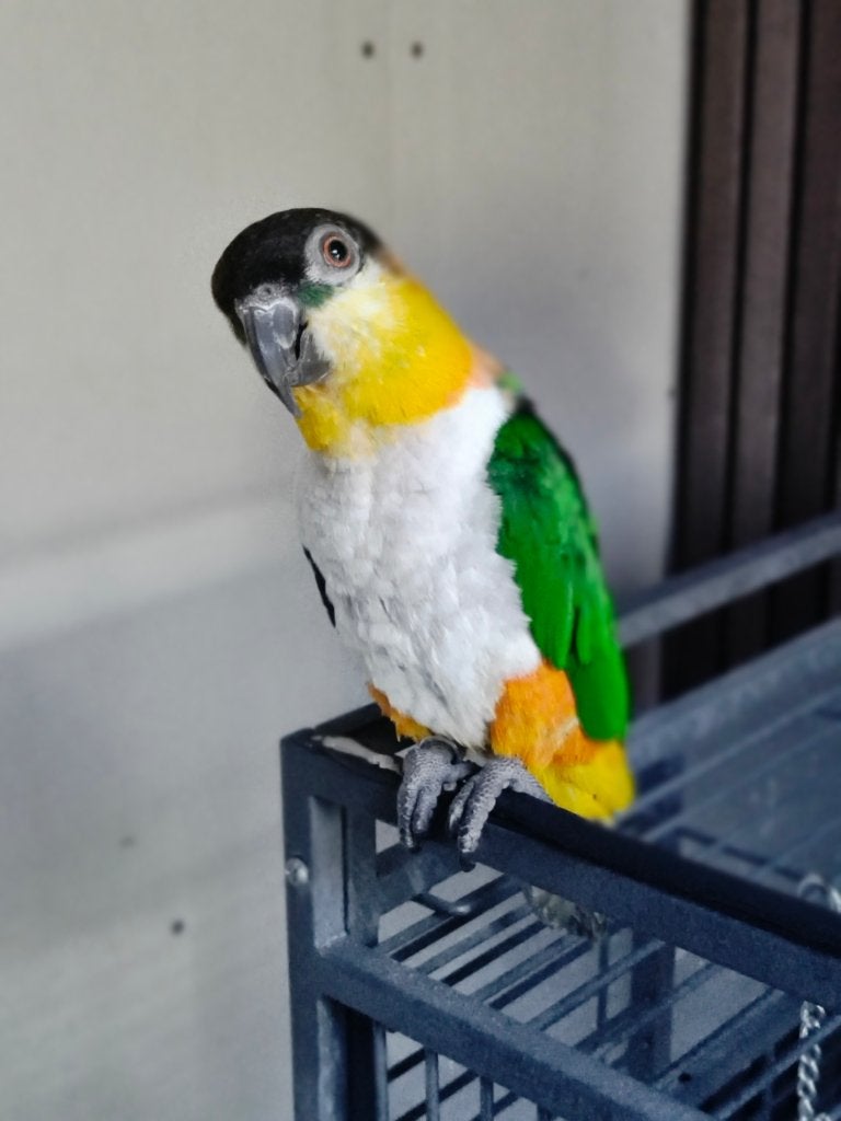 Zwartkopcaique pop 3 jaar oud met kooi., Dieren en Toebehoren, Vrouwelijk, Papegaai, Tam