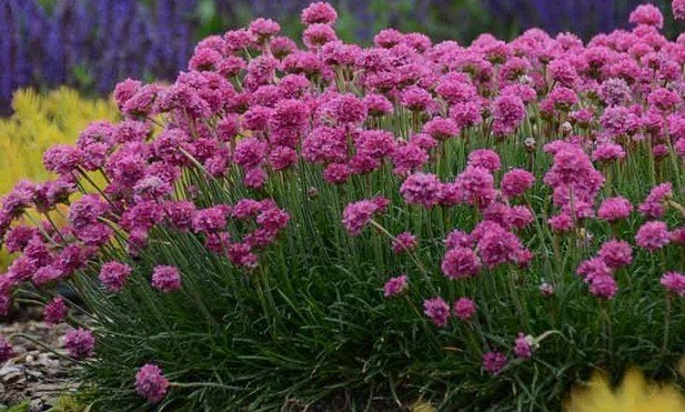 Armeria splendens of Engels gras, Tuin en Terras, Ophalen, Vaste plant, Bodembedekkers