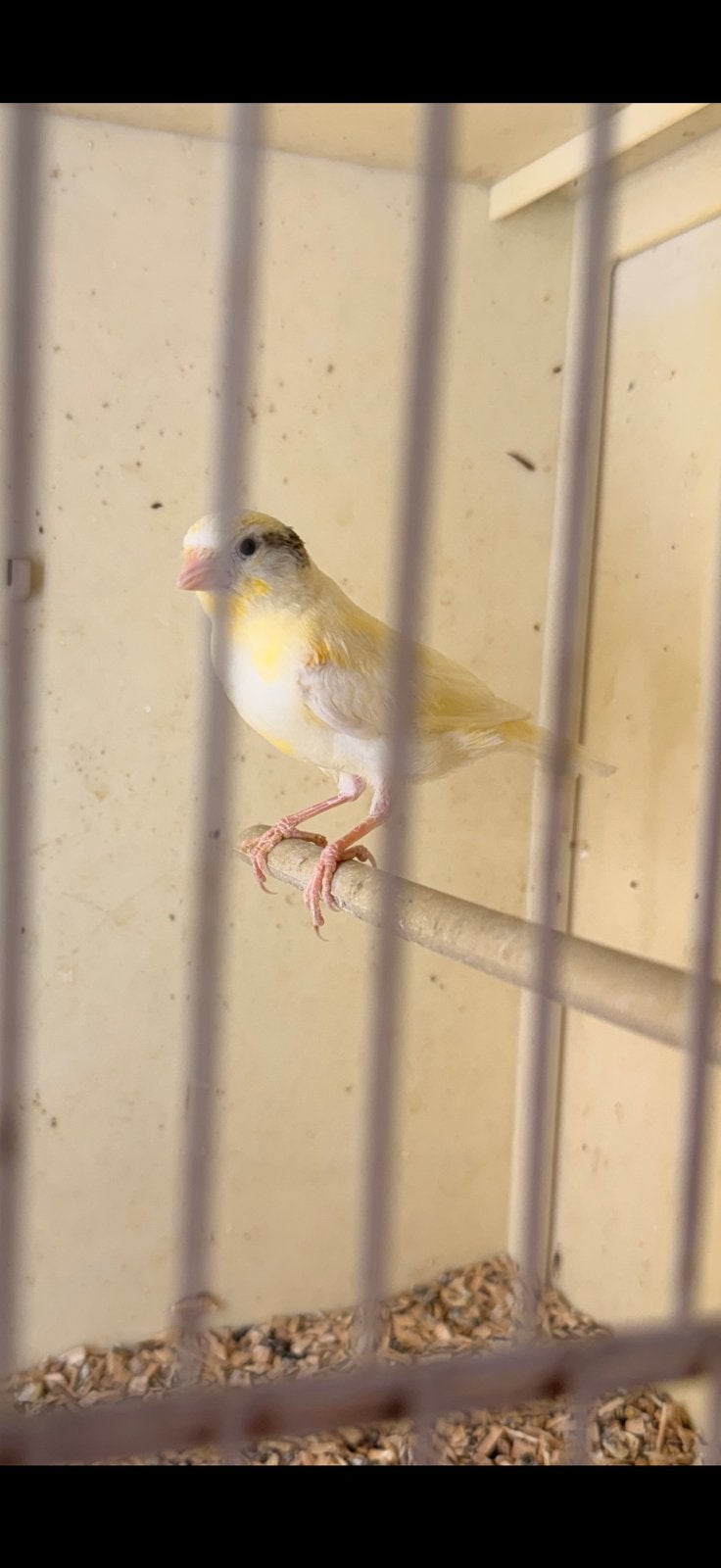 Kleurkanarie x harlekijk, Dieren en Toebehoren, Vogels | Kanaries, Kleurkanarie