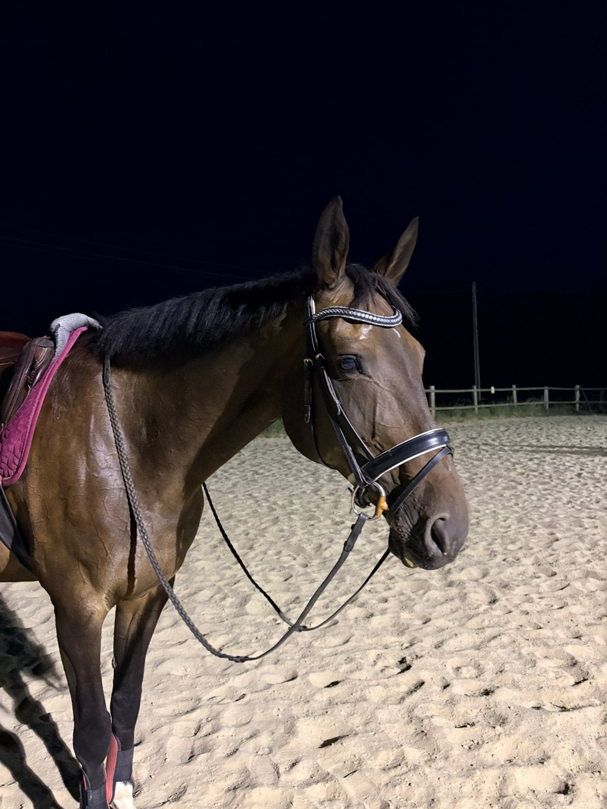 Knappe 14-jarige merrie te koop, Dieren en Toebehoren, Paarden, Merrie, B, 170 tot 175 cm, 11 jaar of ouder, Dressuurpaard, Met stamboom