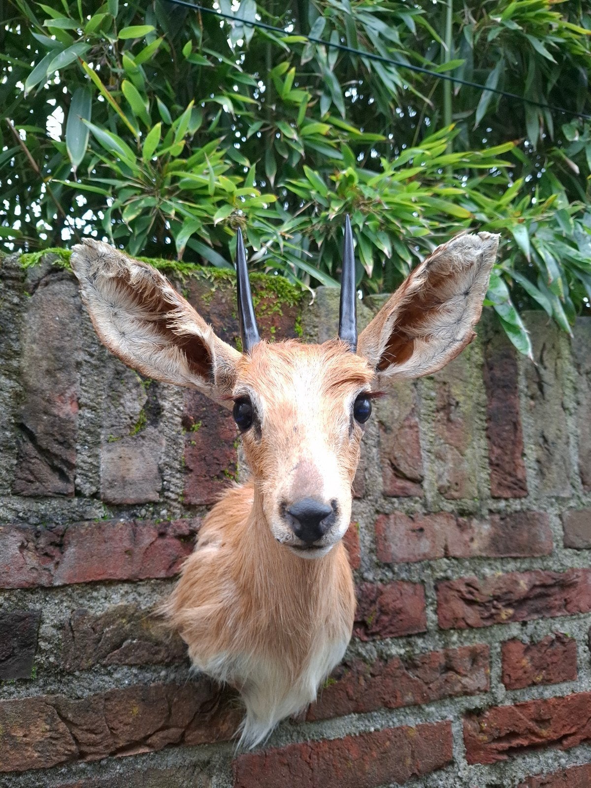 opgezette kop steenbokje afrika taxidermie schedel gewei, Enlèvement, Animal sauvage, Bois ou Tête