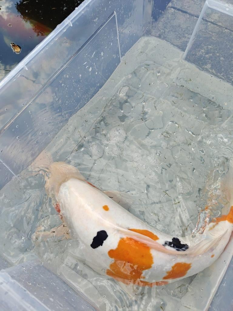 Koi, Animaux & Accessoires, Poissons | Poissons d'étang, Carpe ou Koï