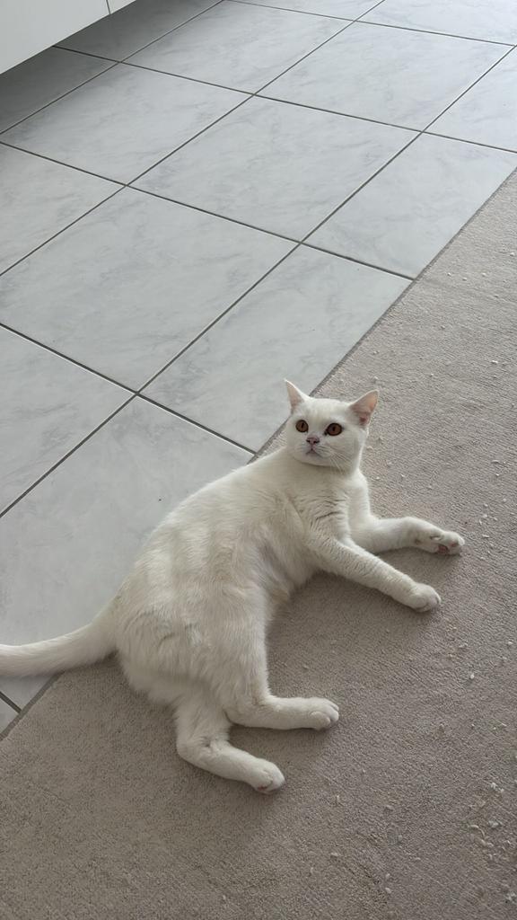 Wit, brits kort haar, gemengd, Poes, Ontwormd, 0 tot 2 jaar