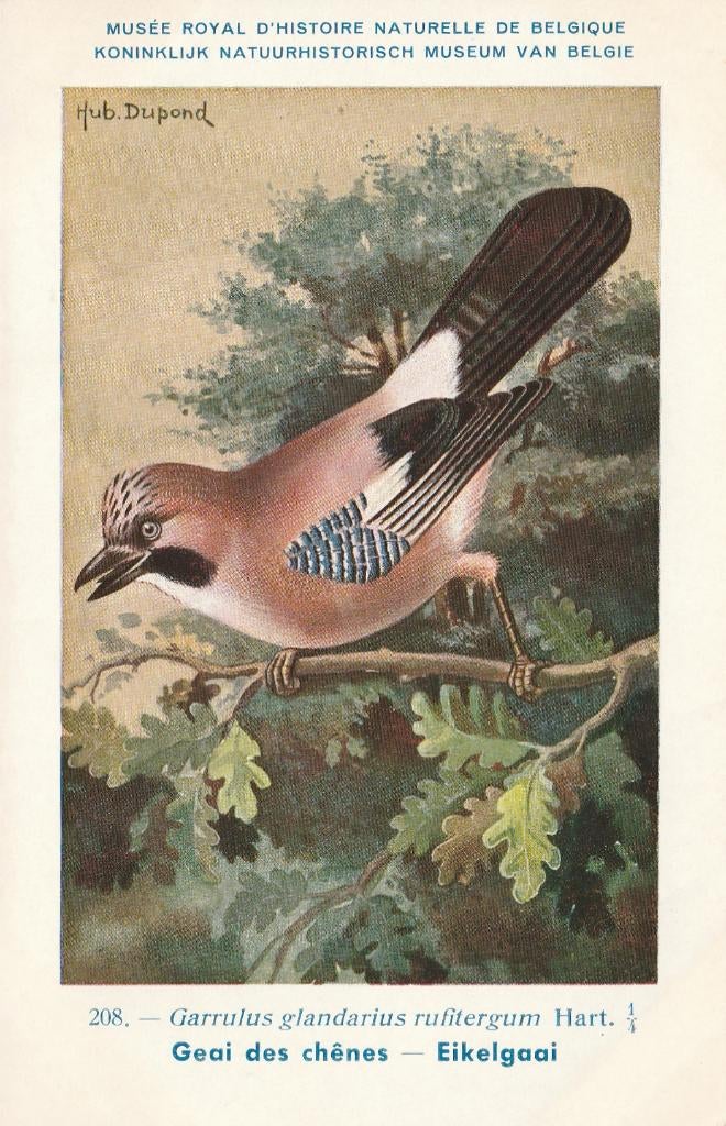 EIKELGAAI, Verzamelen, Postkaarten | Dieren, Verzenden, Ongelopen, Vogel