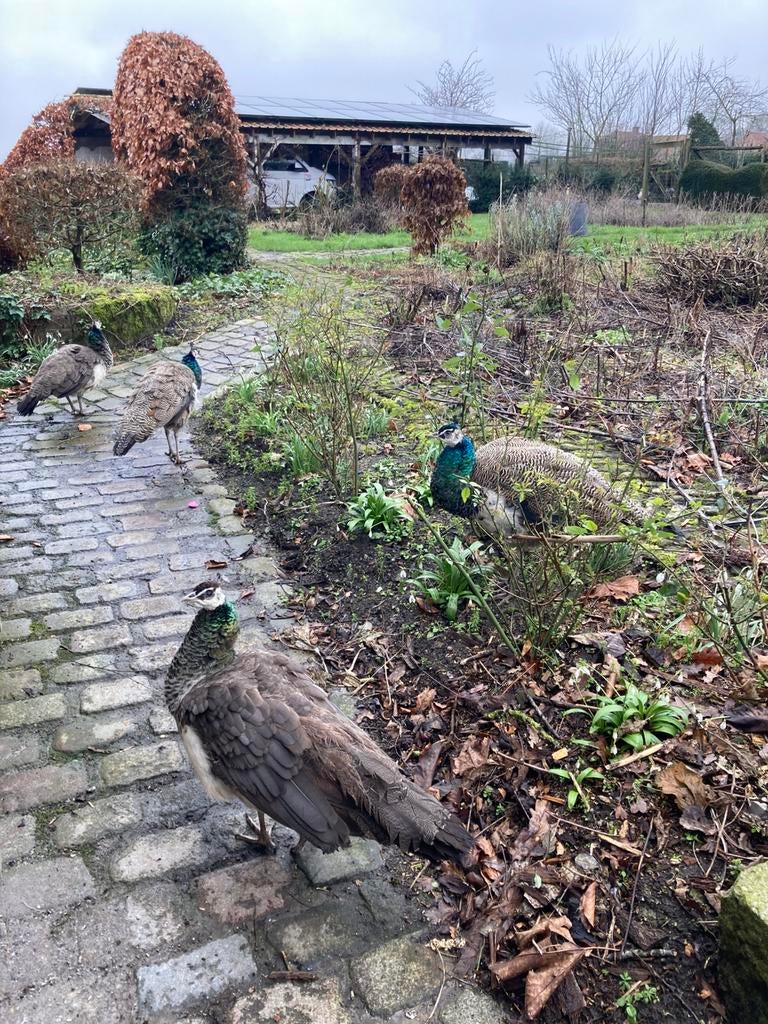 Jonge pauwen te 2 hanen en 1 hen geboren in juni 2025!, Dieren en Toebehoren, Pluimvee