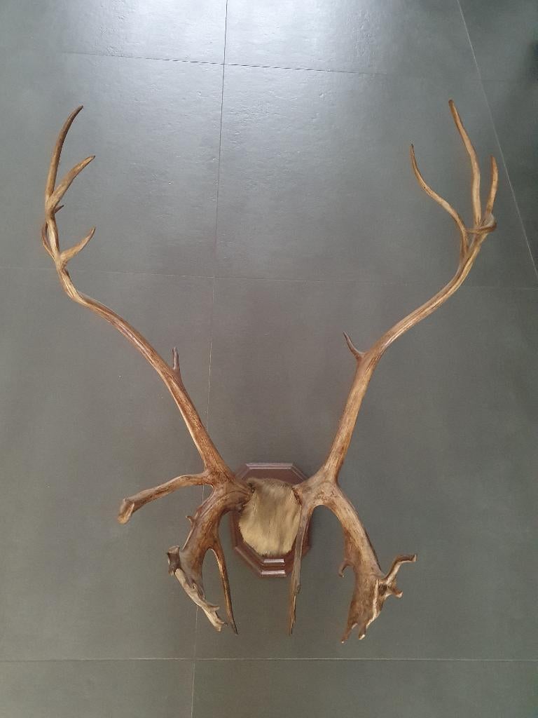 Bois de cerf, Enlèvement, Cerf