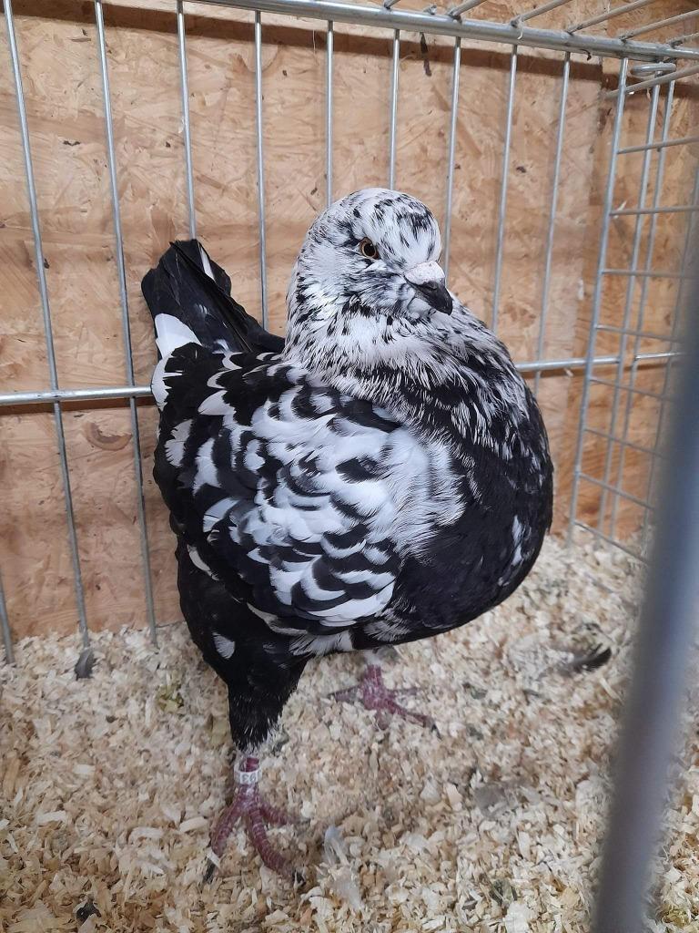 koningsduif, Dieren en Toebehoren, Vogels | Duiven, Meerdere dieren, Overige soorten