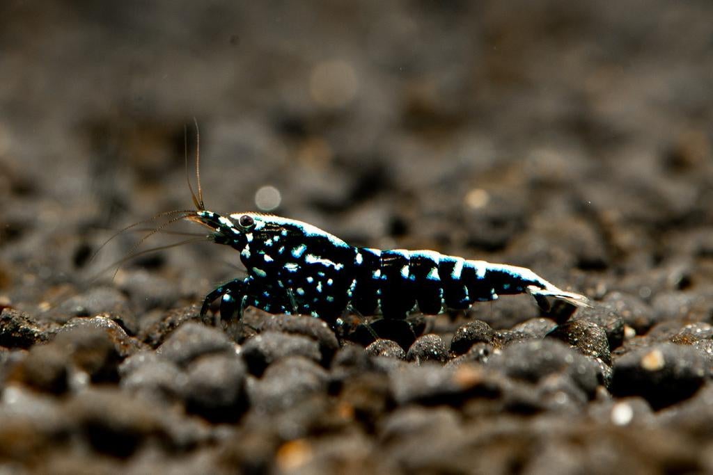 Galaxy caridina garnalen uitselectie van boa