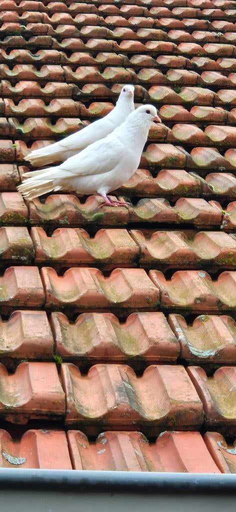 witte duiven, Animaux & Accessoires