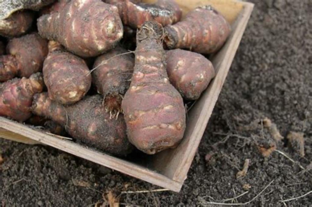 Aardpeer, Tuin en Terras, Ophalen of Verzenden