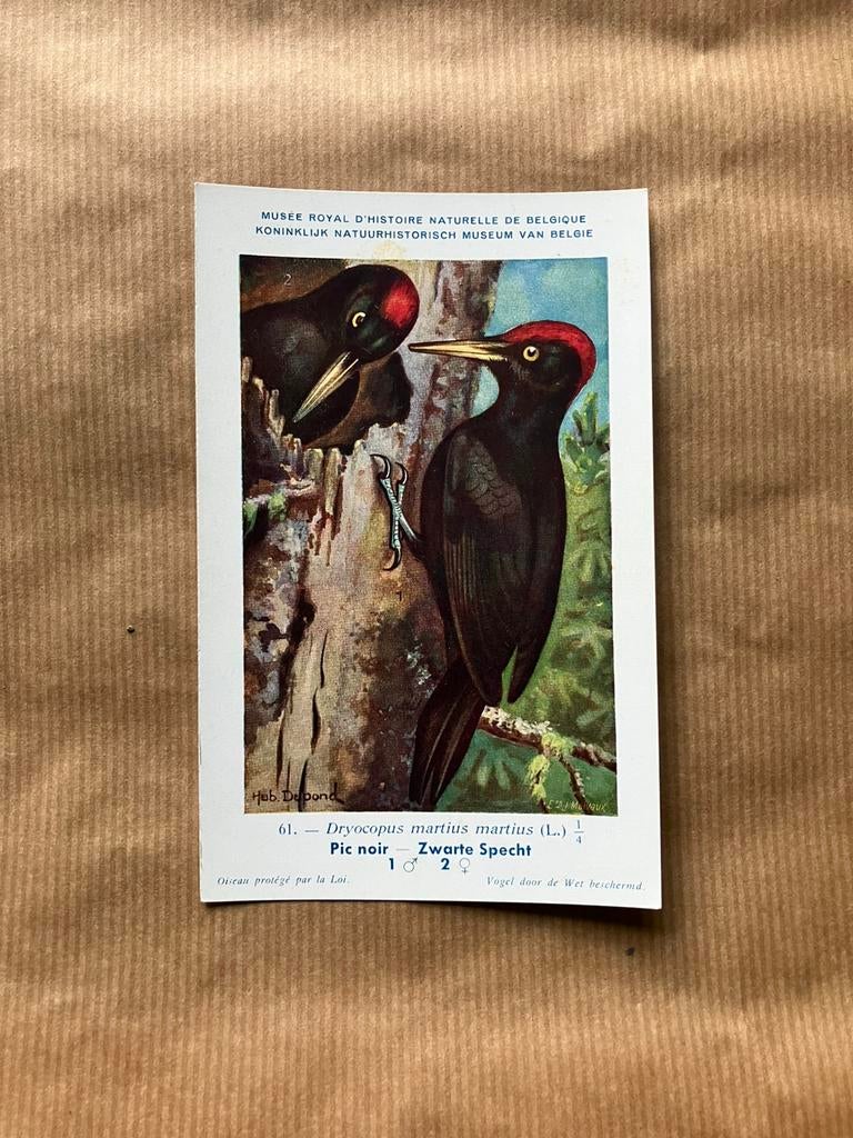 Vogels der Belgische Fauna - Reeks 7, Verzenden, 1940 tot 1960, Ongelopen, Vogel