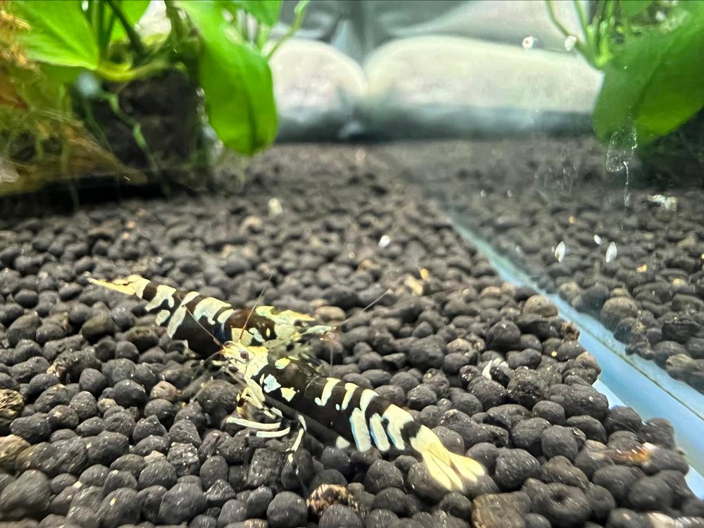 Cardina garnaal Fancy Tiger Black, Kreeft, Krab of Garnaal