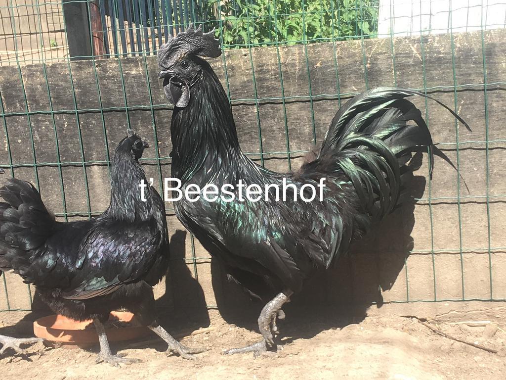 Ayam Çemani