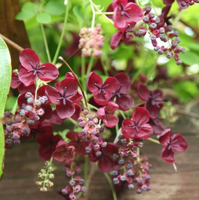 Akebia quinata (schijnaugurk) klimplant, Ophalen, Lente, Klimplanten, Volle zon