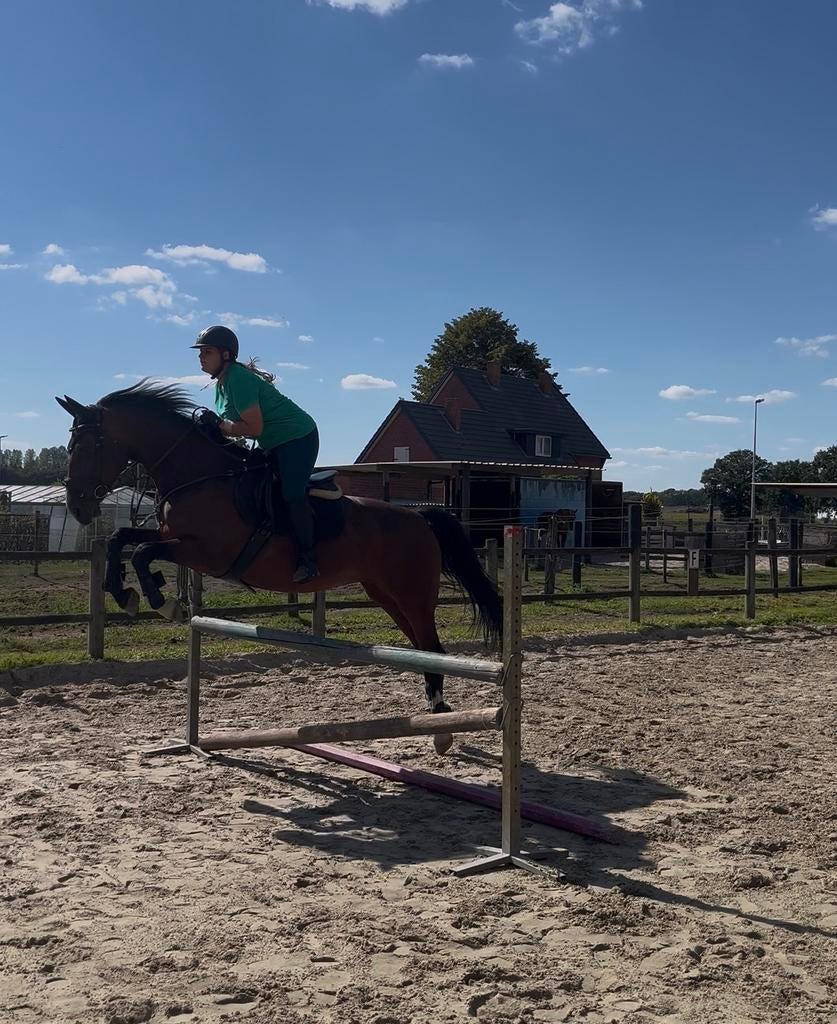 verzorgpaard/ halve stal gezocht., Dieren en Toebehoren, Meerdere dieren, Springpaard