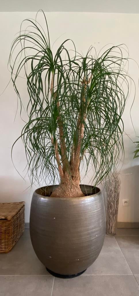 Beaucarnea of Olifantspoot, Huis en Inrichting, Kamerplanten, Ophalen, 100 tot 150 cm, In pot, Yucca