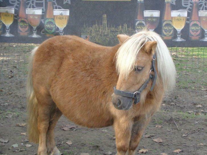 paarden  allerlei neerhof dieren, Plusieurs animaux, Ne s'applique pas